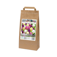 Bulbes de tulipe pastel variés Bulbs Are Easy Front_Three_Fourths_Angled_Left