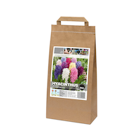Bulbes de jacinthe variés Bulbs Are Easy Front_Three_Fourths_Angled_Left