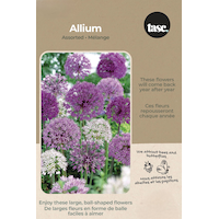 Bulbs are Easy Allium Assorted Bulb Front_Flat