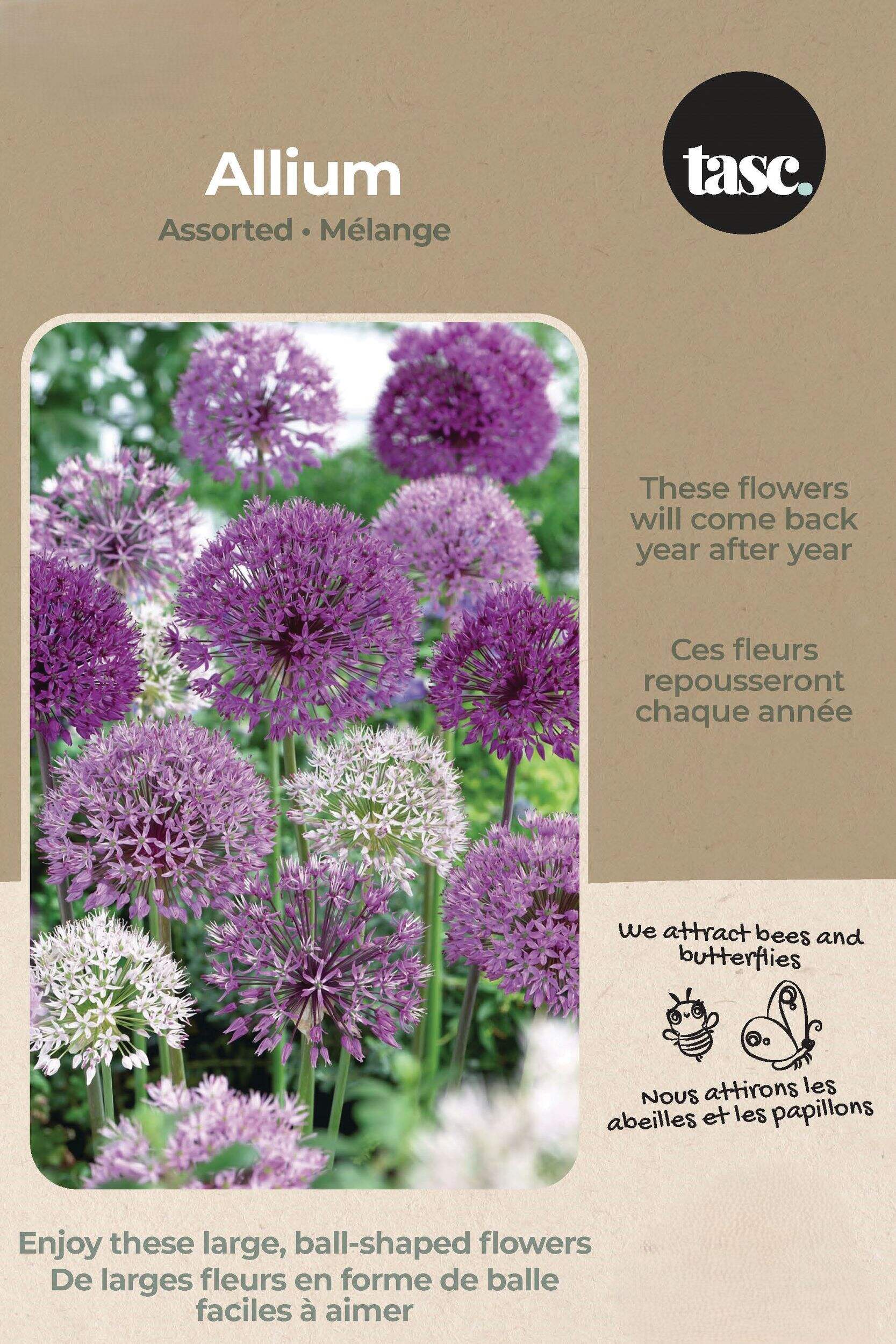 Bulbes d'allium variés Bulbs are Easy Front_Flat
