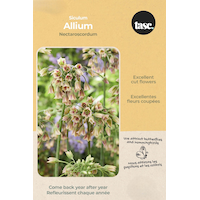 Bulbs are Easy Nectaroscordum Siculum Bulb Front_Flat