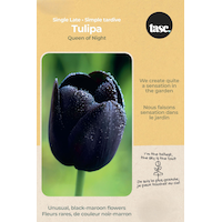 Bulbs are Easy Tulip Single Late Queen of Night Bulb Front_Flat