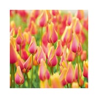 Bulbs are Easy Tulip Single Late Blushing Beauty Bulb CloseUp