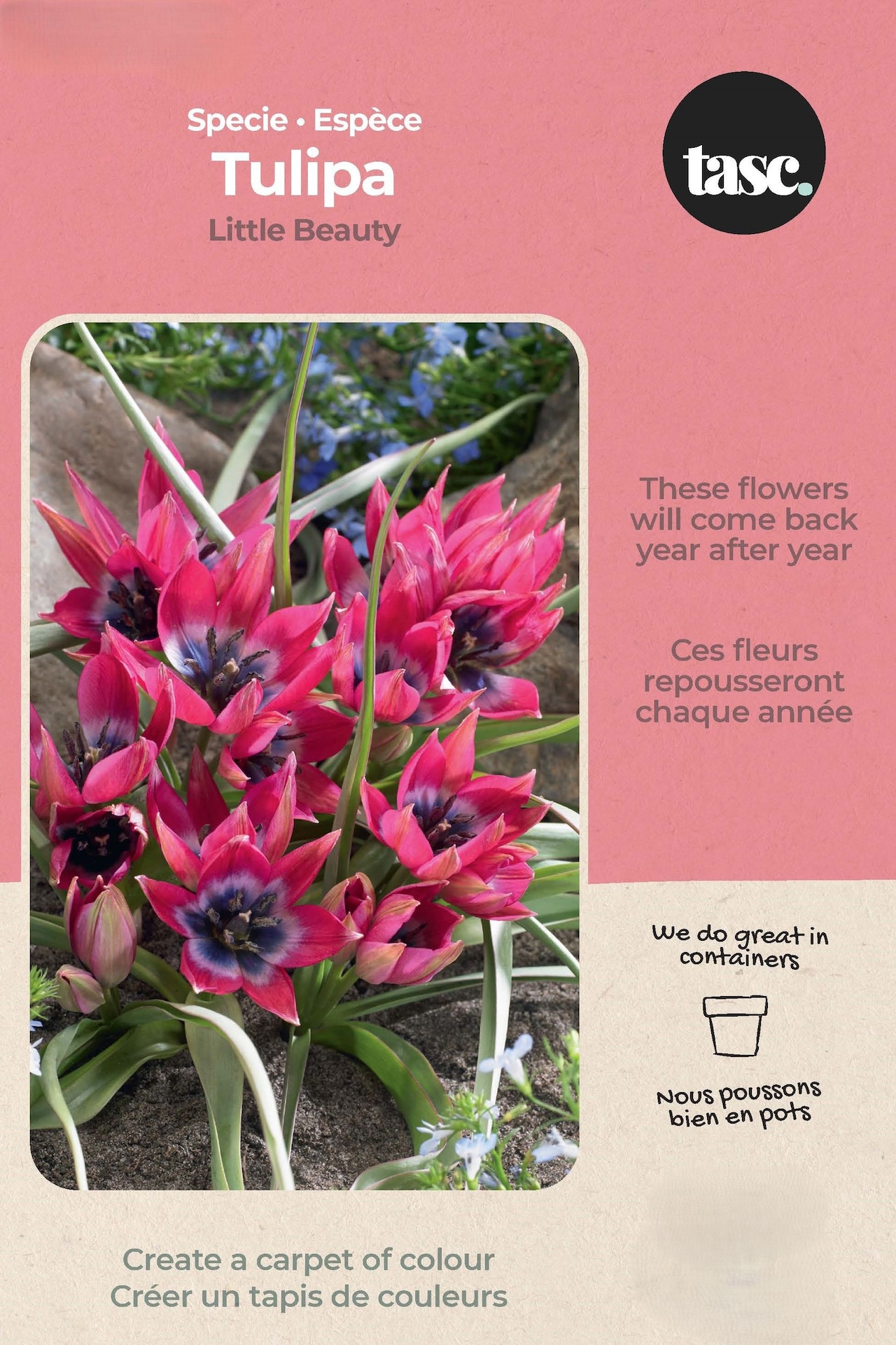 Bulbs are Easy Tulip Miscellaneous Little Beauty Bulb