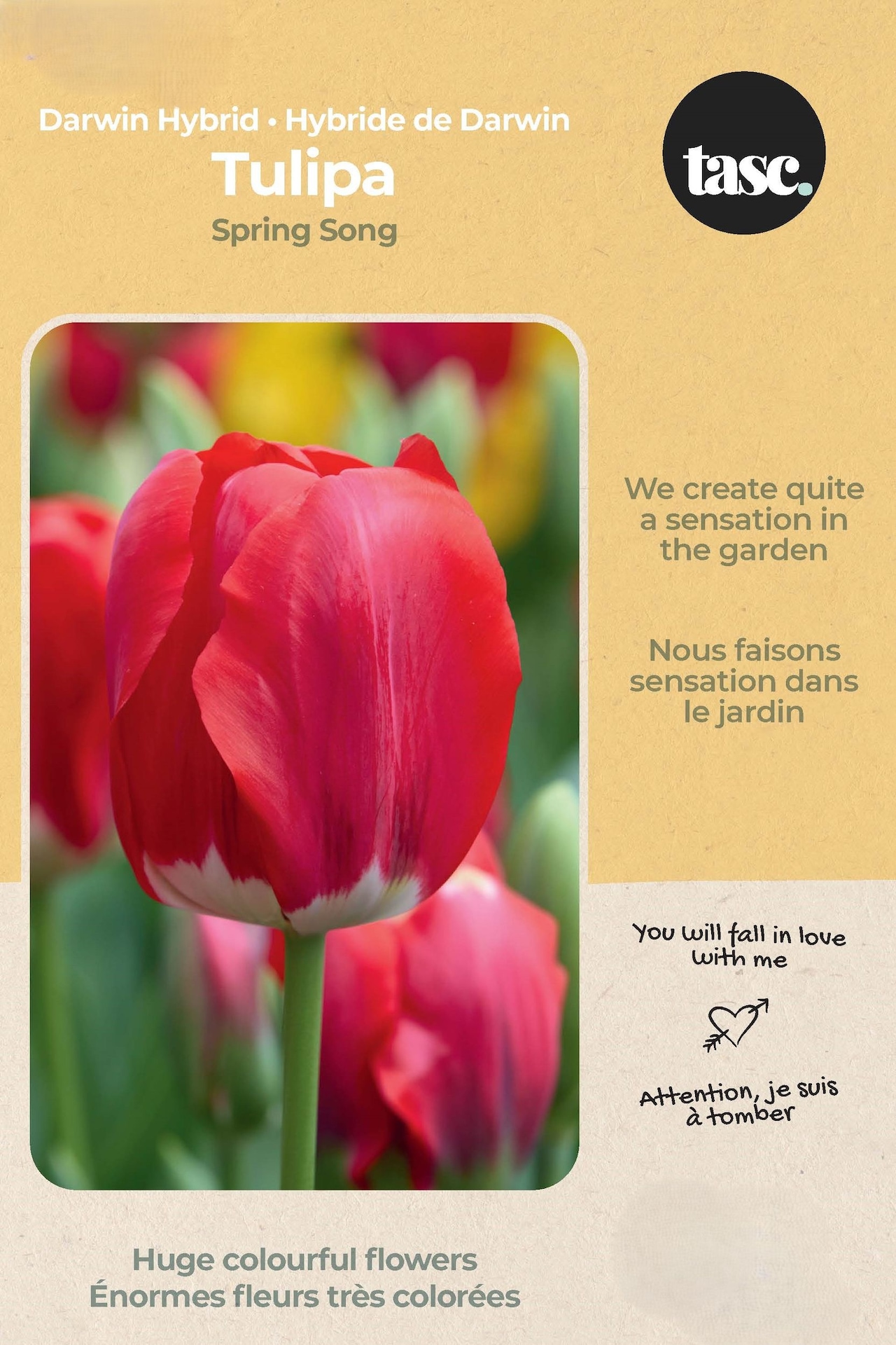 Bulbs are Easy Tulip Darwin Hybrid Spring Song Bulb