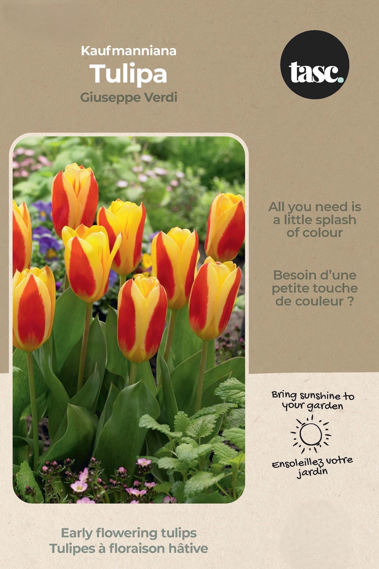 Bulbs are Easy Tulip Kaufmanniana Giuseppe Verdi Bulb