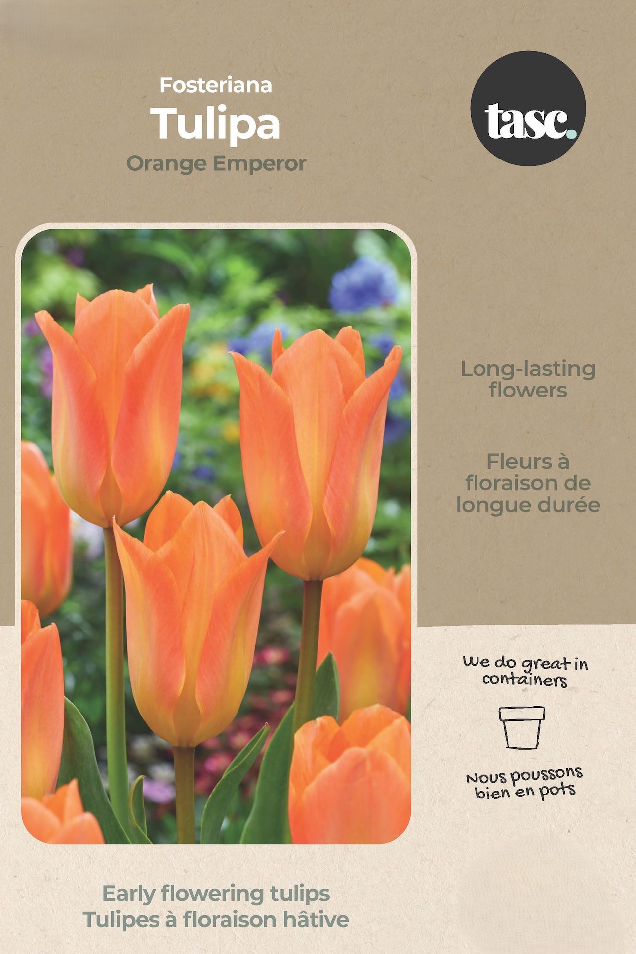 Bulbs are Easy Tulip Darwin Hybrid Orange Emperor Bulb