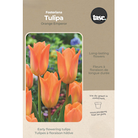 Bulbs are Easy Tulip Darwin Hybrid Orange Emperor Bulb Front_Flat