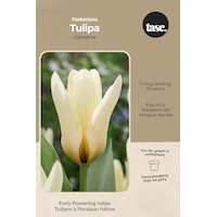 Bulbs are Easy Tulipa Greigii Concerto Bulb Front_Flat