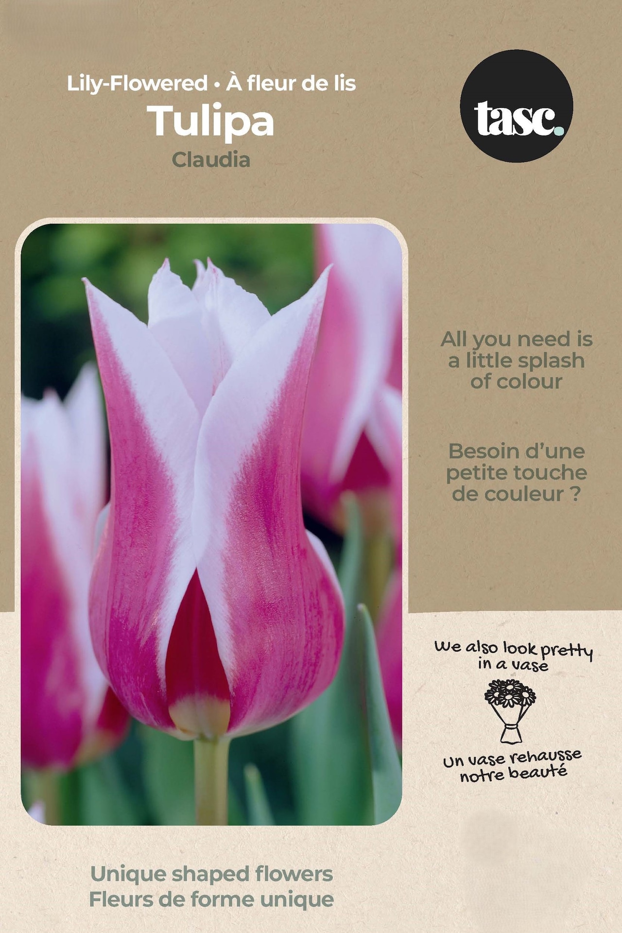 Bulbs are Easy Tulip Lily Flowering Claudia Bulb