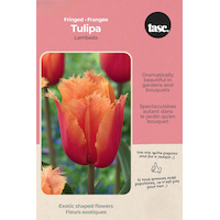 Bulbs are Easy Tulip Fringed Lambada Bulb Front_Flat
