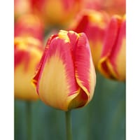 Bulbs are Easy Tulip Darwin Hybrid Banja Luka Bulb CloseUp