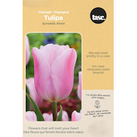 Bulbs are Easy Tulip Triumph Synaeda Bulb Front_Flat