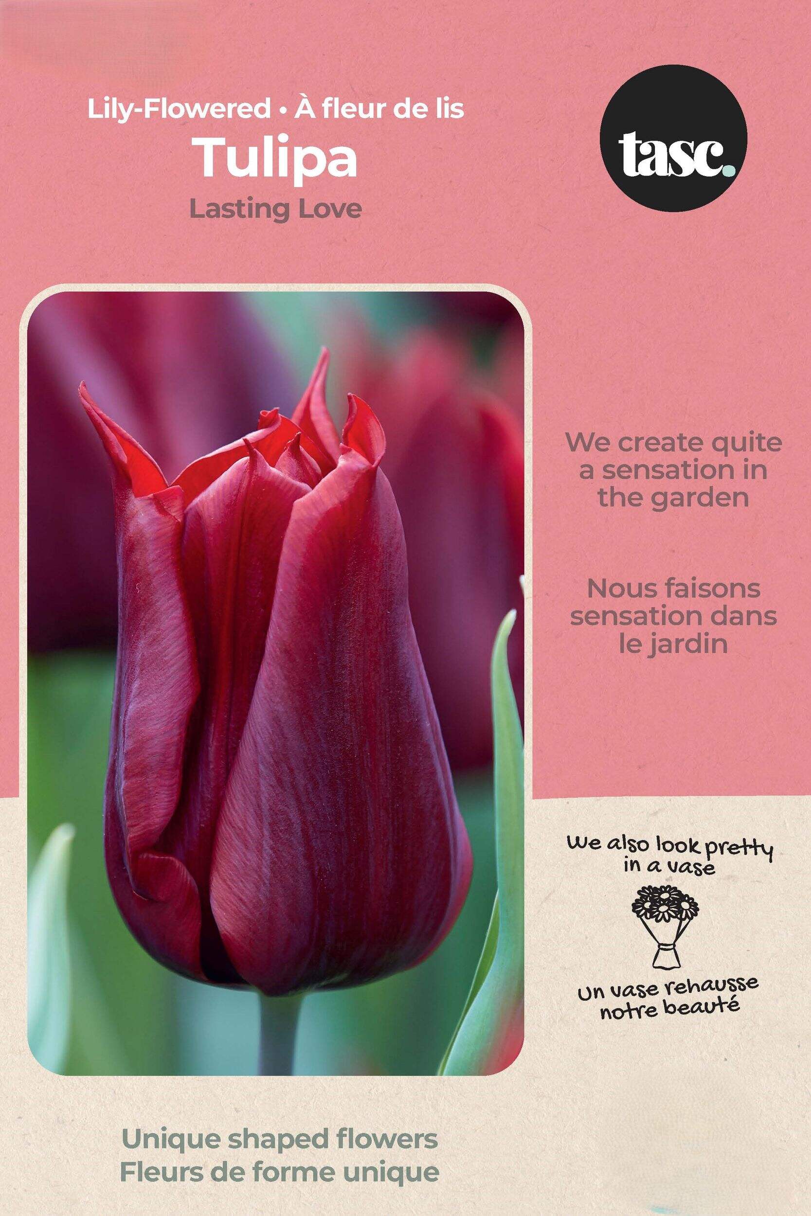 Bulbs are Easy Tulip Triumph Lasting Love Bulb Front_Flat