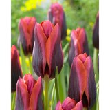 Bulbs are Easy Tulip Triumph Slawa Bulb CloseUp