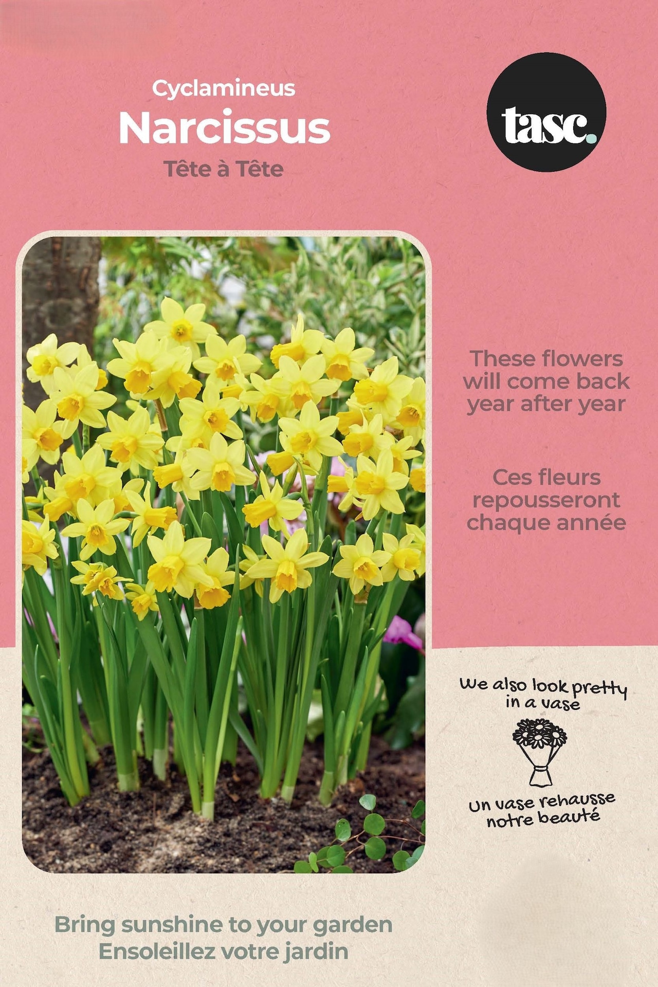 Bulbs are Easy Narcissus Cyclamineus Tête à Tête Bulb