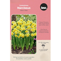 Bulbs are Easy Narcissus Cyclamineus Tête à Tête Bulb Front_Flat