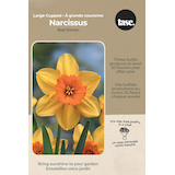Bulbs are Easy Large-Cupped Narcissus Red Devon Bulb Front_Flat