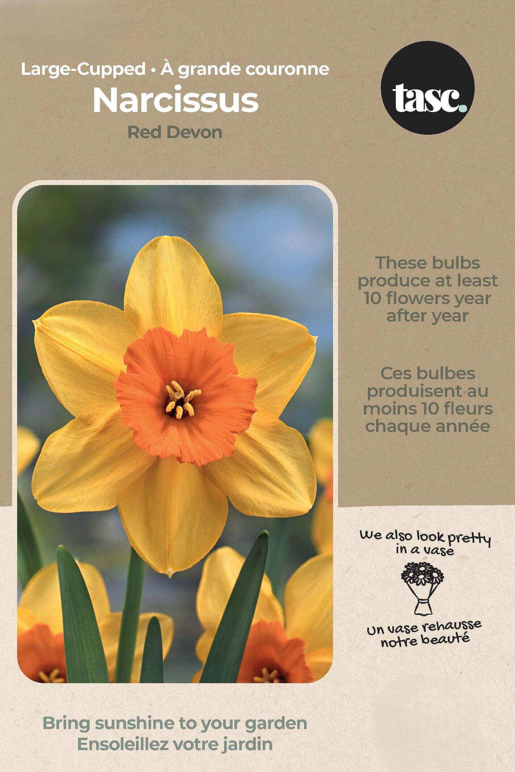 Bulbs are Easy Large-Cupped Narcissus Red Devon Bulb Front_Flat