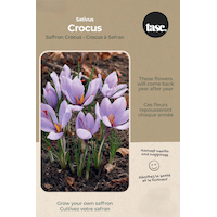 Bulbs are Easy Crocus Sativus Saffron Crocus Bulb Front_Flat