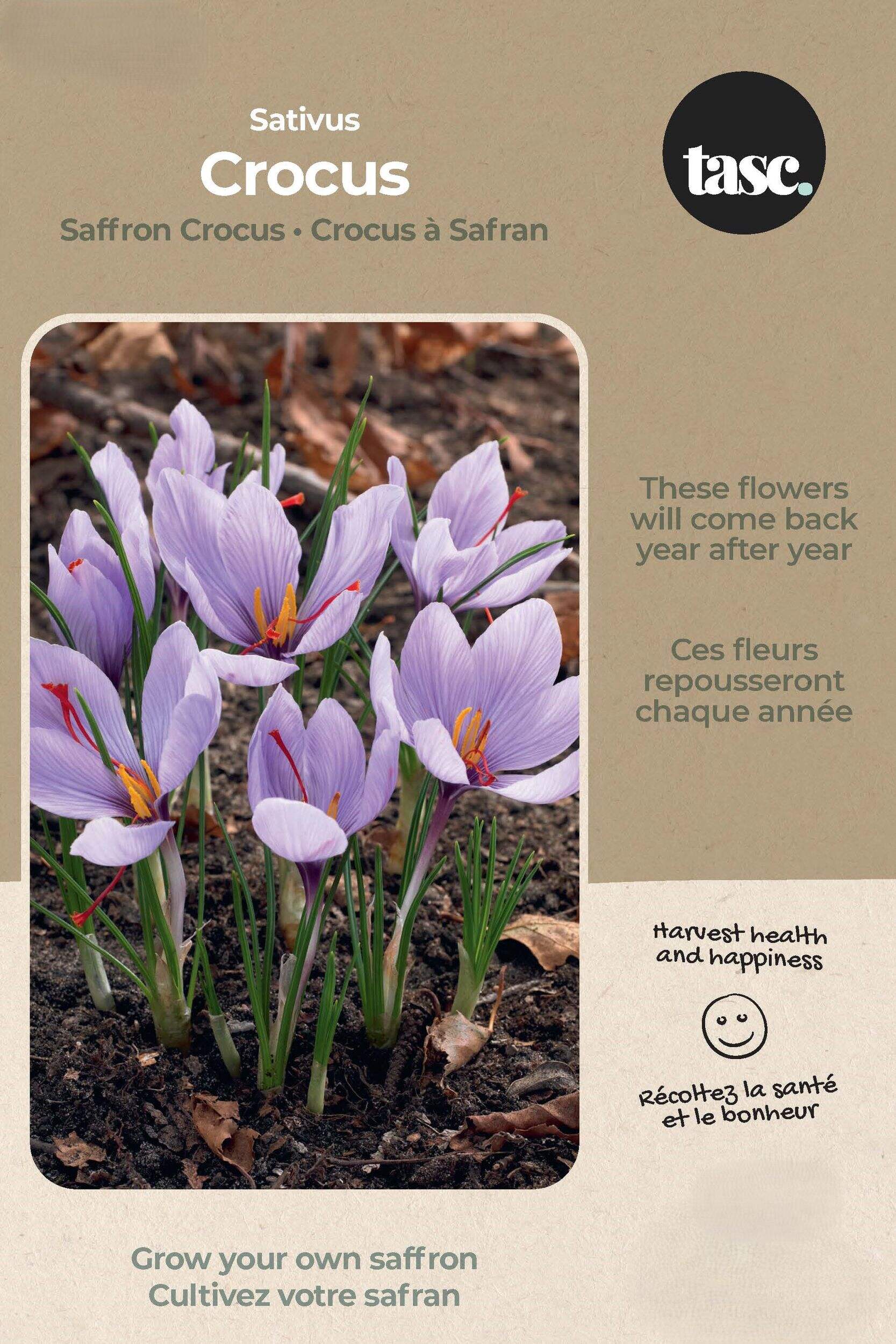 Bulbe de crocus à safran Crocus Sativus Bulbs Are Easy Front_Flat