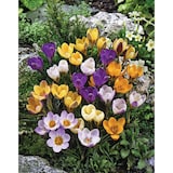 Bulbes de crocus variés Bulbs are Easy Front_Flat