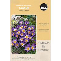 Bulbs are Easy Crocus Sieberi Tricolor Bulb Front_Flat