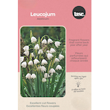 Bulbs are Easy Leucojum Aestivum Bulb Front_Flat
