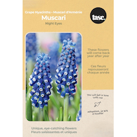 Bulbs are Easy Muscari Armeniacum Soulmate Bulb Front_Flat