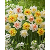 Bulbs are Easy Narcissus Double Assorted Bulb Front_Flat