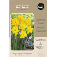 Bulbs are Easy Narcissus Trumpet Dutch Master Bulb Front_Flat