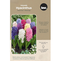 Bulbs are Easy Hyacinthus Orientalis Assorted Bulb Front_Flat