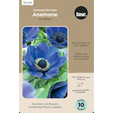 Bulbes d'anémones Front_Flat
