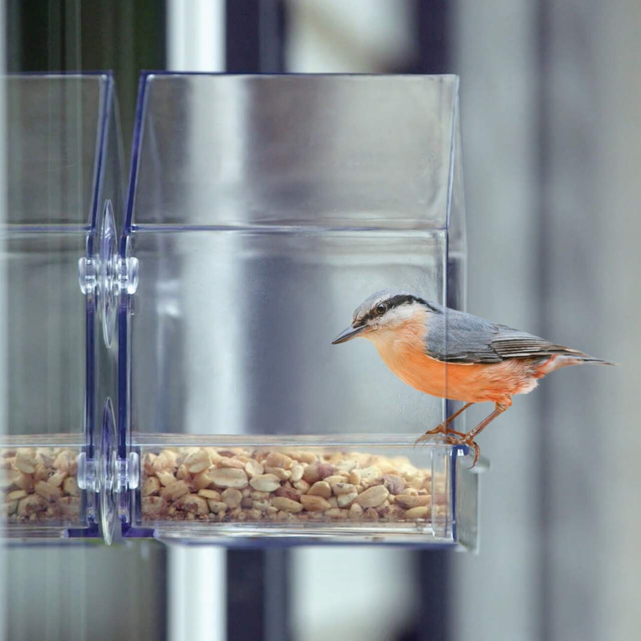 Fenêtre Transparente avec Mangeoire à Oiseaux Table de Graines