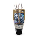 Bulbs Are Easy Duke Blueberry Summer Flower Bubls Front_Elevated