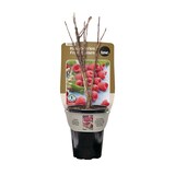 Bulbs Are Easy - Bulbes de framboises Heritage, prêts à planter dans votre potager familial Front_Elevated