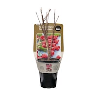 Bulbs Are Easy - Bulbes de framboises Heritage, prêts à planter dans votre potager familial Front_Elevated