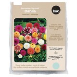 Bulbs Are Easy, Decorative Dahlia Bulbs, Assorted Varieties, Home Garden Front_Flat
