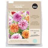 Bulbs Are Easy, Two Tone Dahlia Bulbs, Assorted Varieties, Home Garden, 2 Bulbs Front_Flat