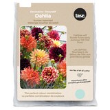 Bulbs Are Easy, Sunset Dahlia Bulbs, Assorted Varieties, Home Garden Front_Flat