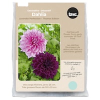 Bulbs Are Easy, Lavender Perfection & Thomas Edison Dahlia Bulbs, Home Garden Front_Flat