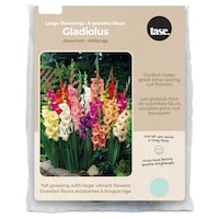 Bulbs Are Easy, Large Flowering Gladiolus Bulbs, Home Garden Front_Flat