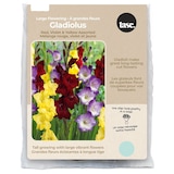 Bulbs Are Easy, Large Flowering Red, Violet & Yellow Gladiolus Bulbs Assorted Varieties Front_Flat