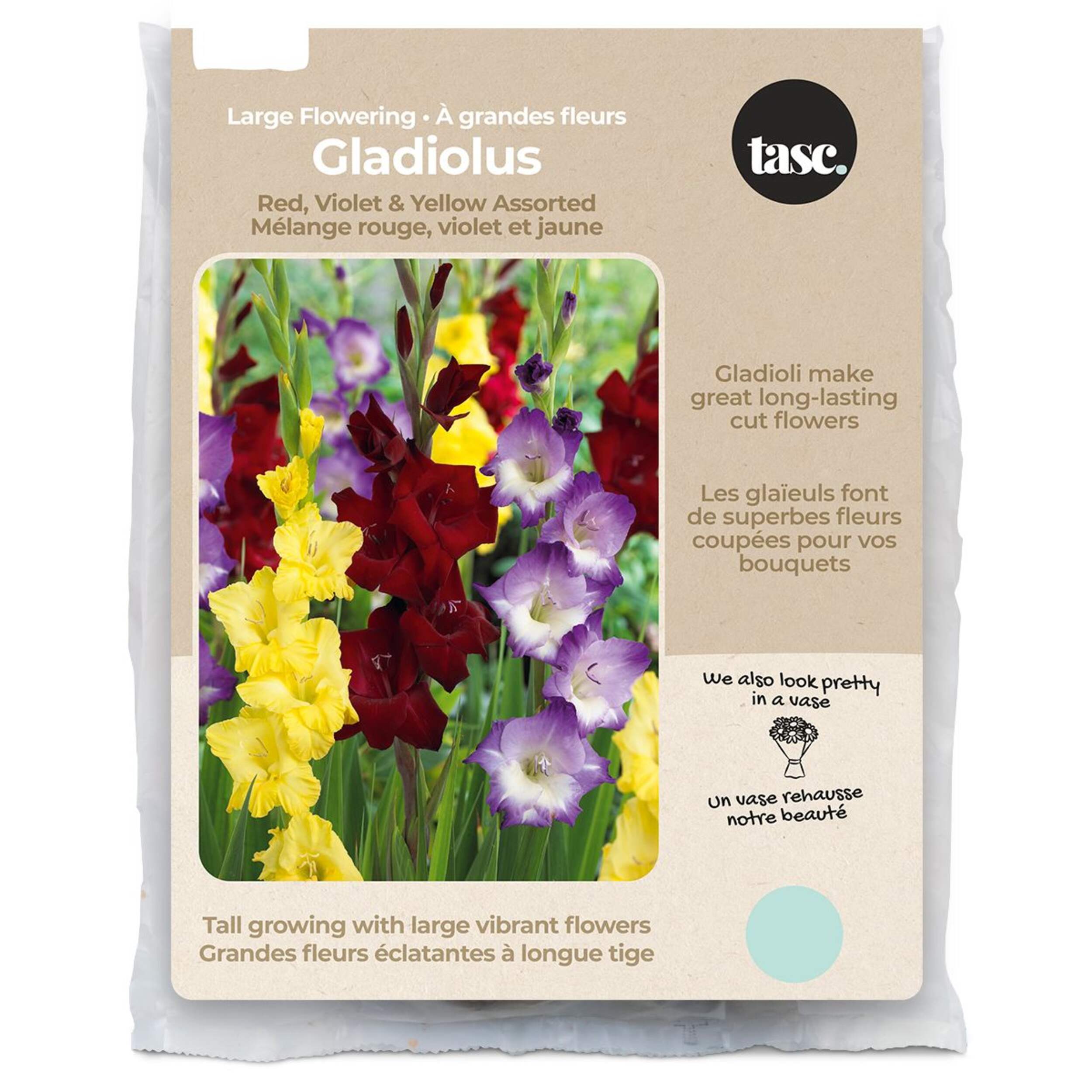 Bulbs Are Easy, Large Flowering Red, Violet & Yellow Gladiolus Bulbs Assorted Varieties Front_Flat