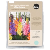 Bulbs Are Easy, bulbes de glaïeuls pastel à grande floraison variétés assorties, jardin privé Front_Flat