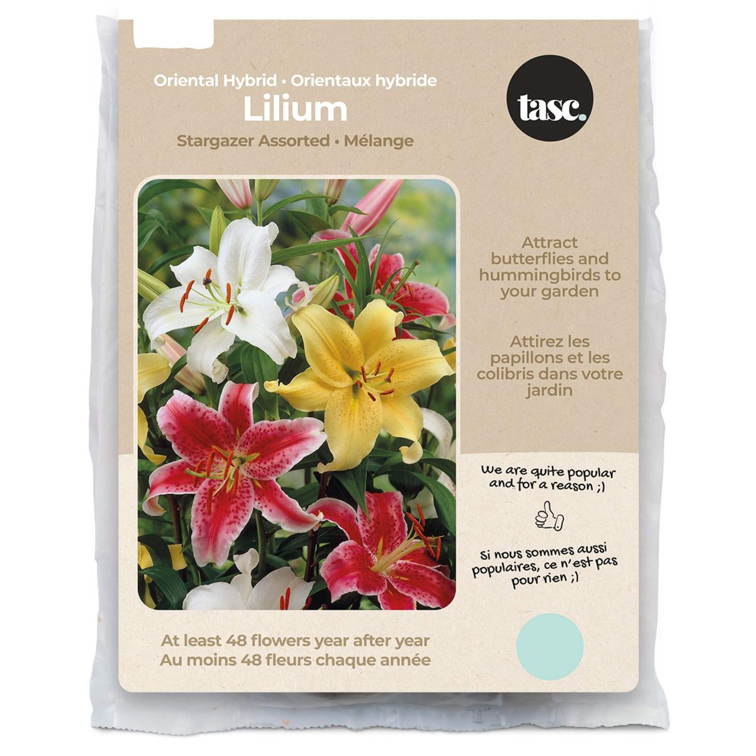 Bulbs Are Easy, Oriental Hybrid Stargazer Lilium Bulbs, Home Garden Front_Flat