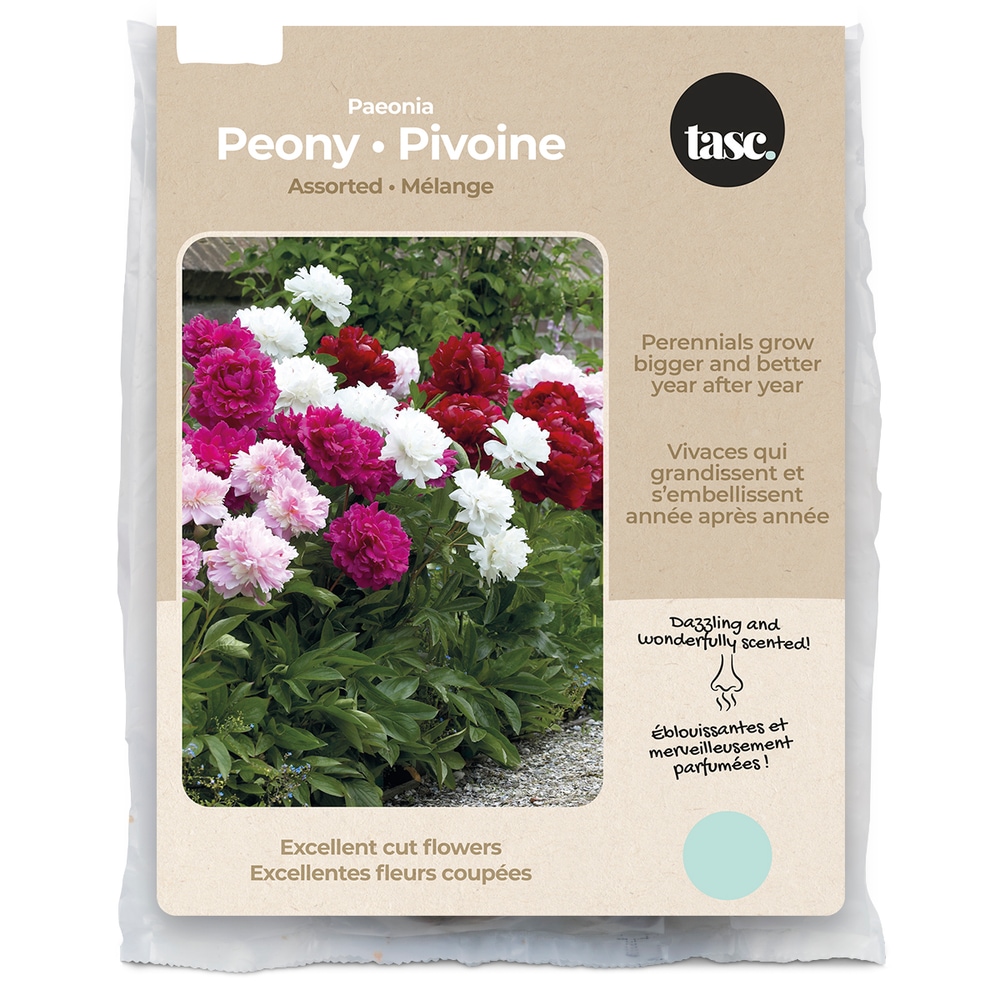 Bulbs Are Easy, Paeonia Bulbs, Assorted Varieties, Ready to Plant for