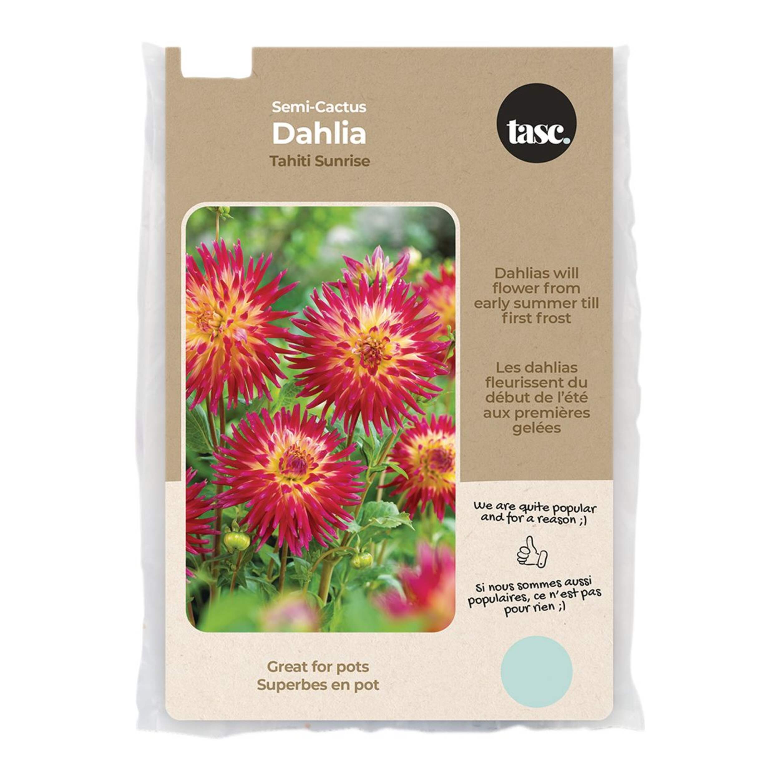 Bulbs Are Easy, Semi-Cactus Tahiti Sunrise Dhalia Bulbs, Home Garden, 2 Bulbs Front_Flat