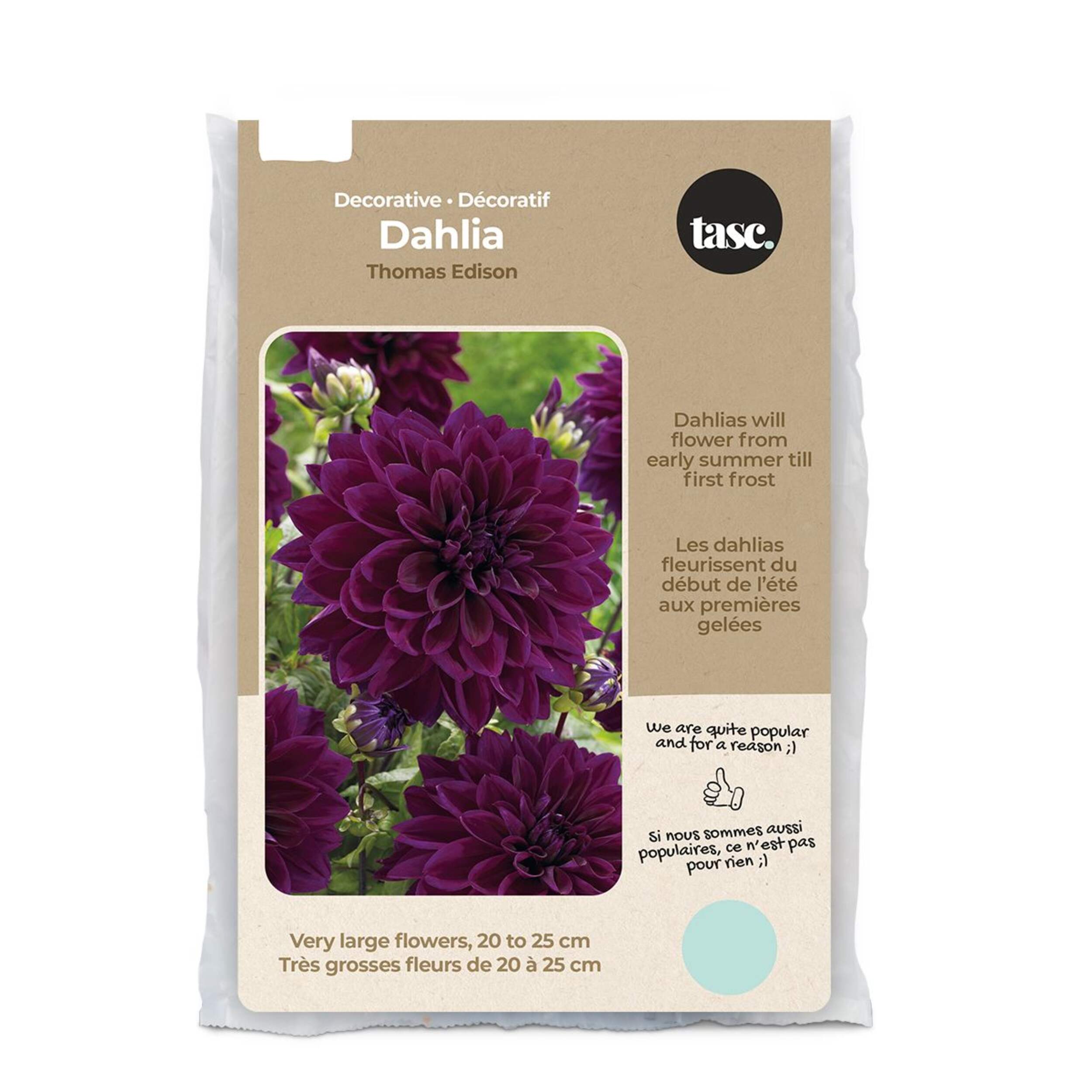 Bulbs Are Easy, Thomas Edison Large Dhalia Bulbs, Home Garden, 2 Bulbs Front_Flat