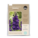 Bulbs Are Easy, grands bulbes de Dhalia de Thomas Edison, jardin privé, 2 bulbes Front_Flat